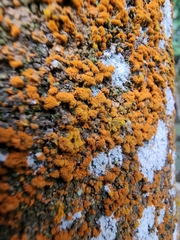 Trentepohlia