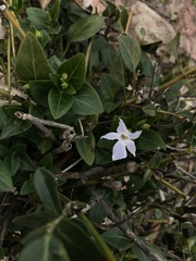 Vinca difformis