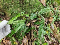 Asplenium normale