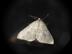 Colostygia multistrigaria