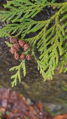 Thuja plicata