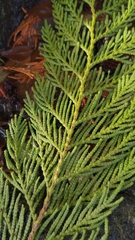 Thuja plicata