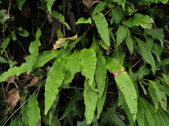 Lepisorus macrosphaerus