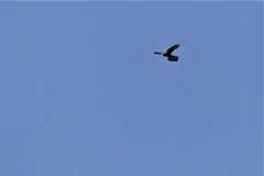 Falco tinnunculus tinnunculus