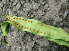 Lepisorus macrosphaerus