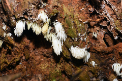 Mucronella bresadolae