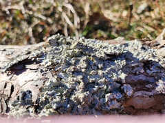 Punctelia caseana