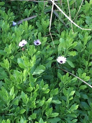 Dimorphotheca fruticosa