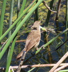 Acrocephalus gracilirostris