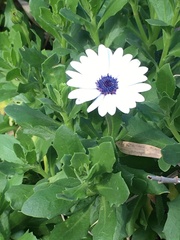 Dimorphotheca fruticosa