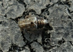 Dicranotropis hamata