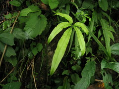 Pteris cretica