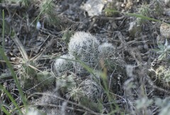 Escobaria emskoetteriana