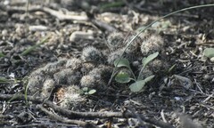 Escobaria emskoetteriana