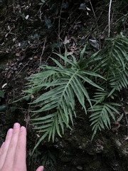 Polypodium cambricum