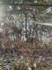 Rubus phoenicolasius