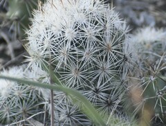 Escobaria emskoetteriana