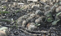 Escobaria emskoetteriana