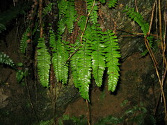 Polystichum craspedosorum