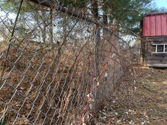 Rubus phoenicolasius