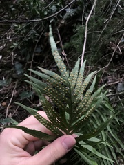 Polypodium cambricum