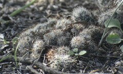 Escobaria emskoetteriana