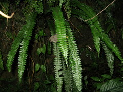 Polystichum deltodon