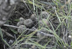 Escobaria emskoetteriana