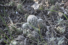 Escobaria emskoetteriana