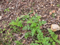 Phacelia congesta