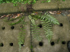 Polystichum luctuosum