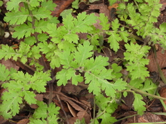 Phacelia congesta