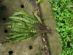 Polystichum deltodon