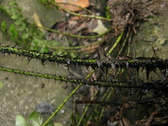 Polystichum luctuosum