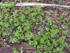 Chaerophyllum tainturieri