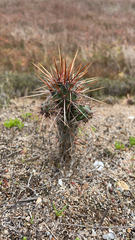 Cylindropuntia prolifera