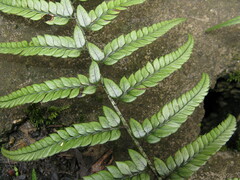 Polystichum luctuosum