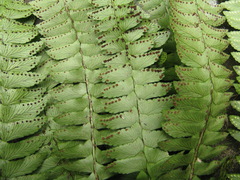 Polystichum deltodon