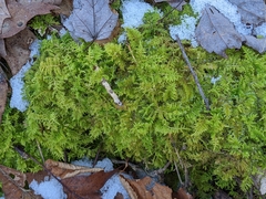 Thuidium