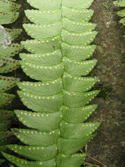 Polystichum deltodon