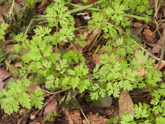 Chaerophyllum tainturieri