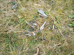 Emberiza