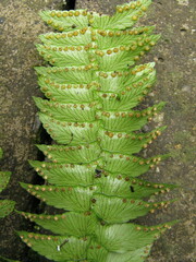 Polystichum deltodon