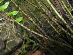 Polystichum deltodon