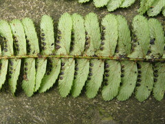 Polystichum craspedosorum