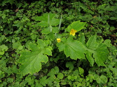 Stylophorum lasiocarpum