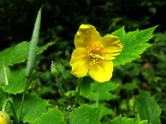 Stylophorum lasiocarpum