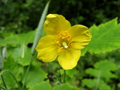 Stylophorum lasiocarpum