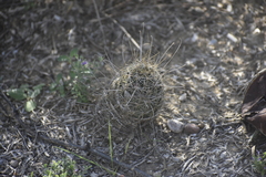 Hamatocactus setispinus