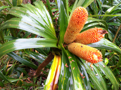 Freycinetia arborea
